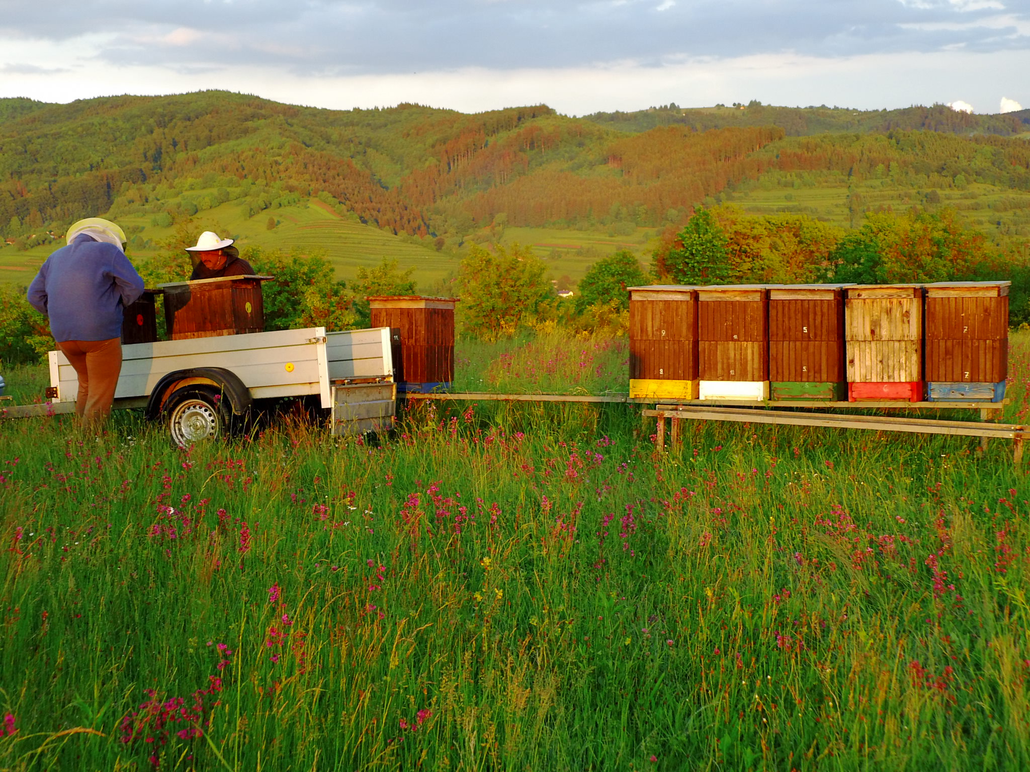 Arbeit an den Bienenstöcken meiner Familie