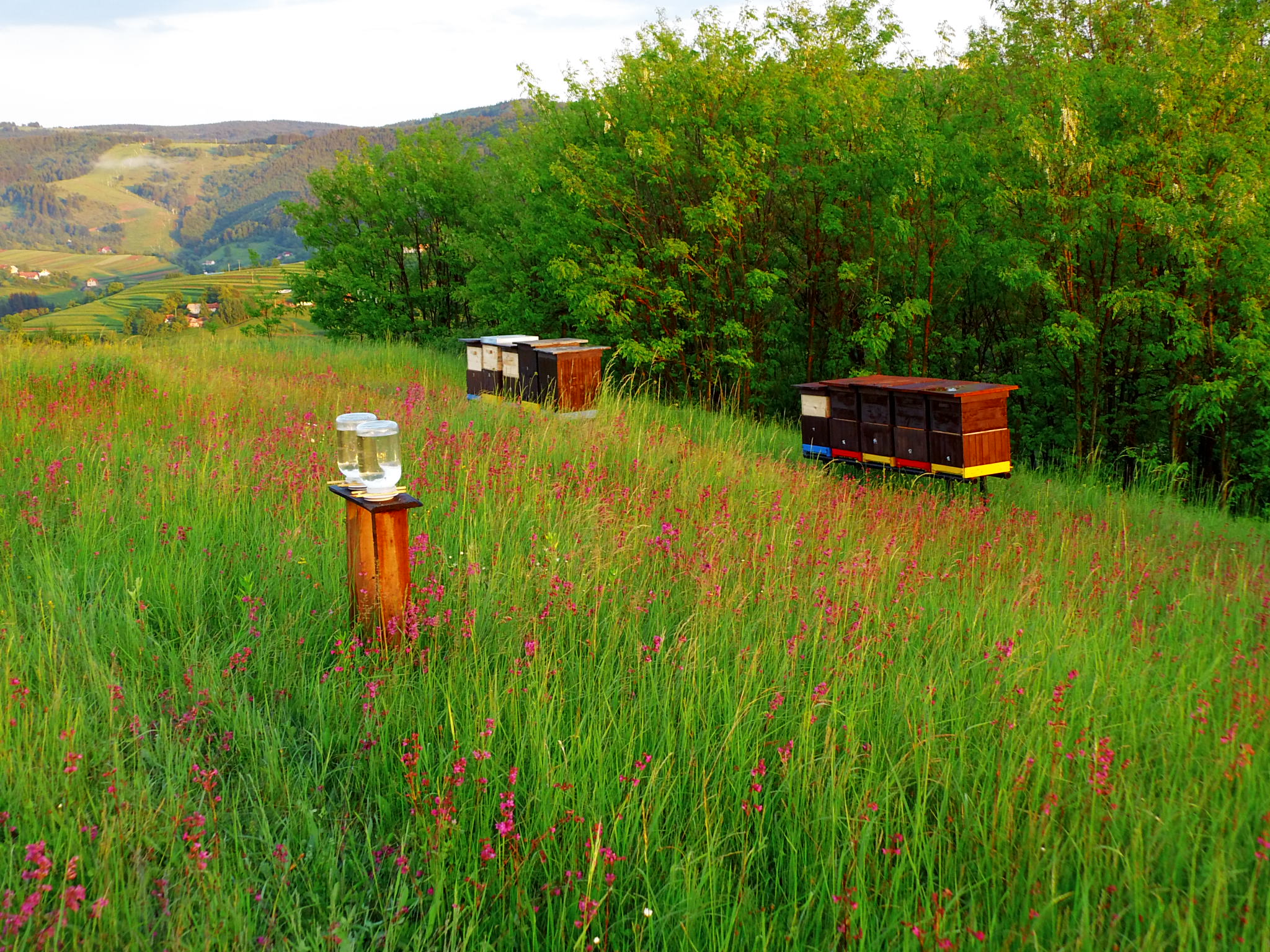Bienenstöcke auf einer Wiese in Hriňová