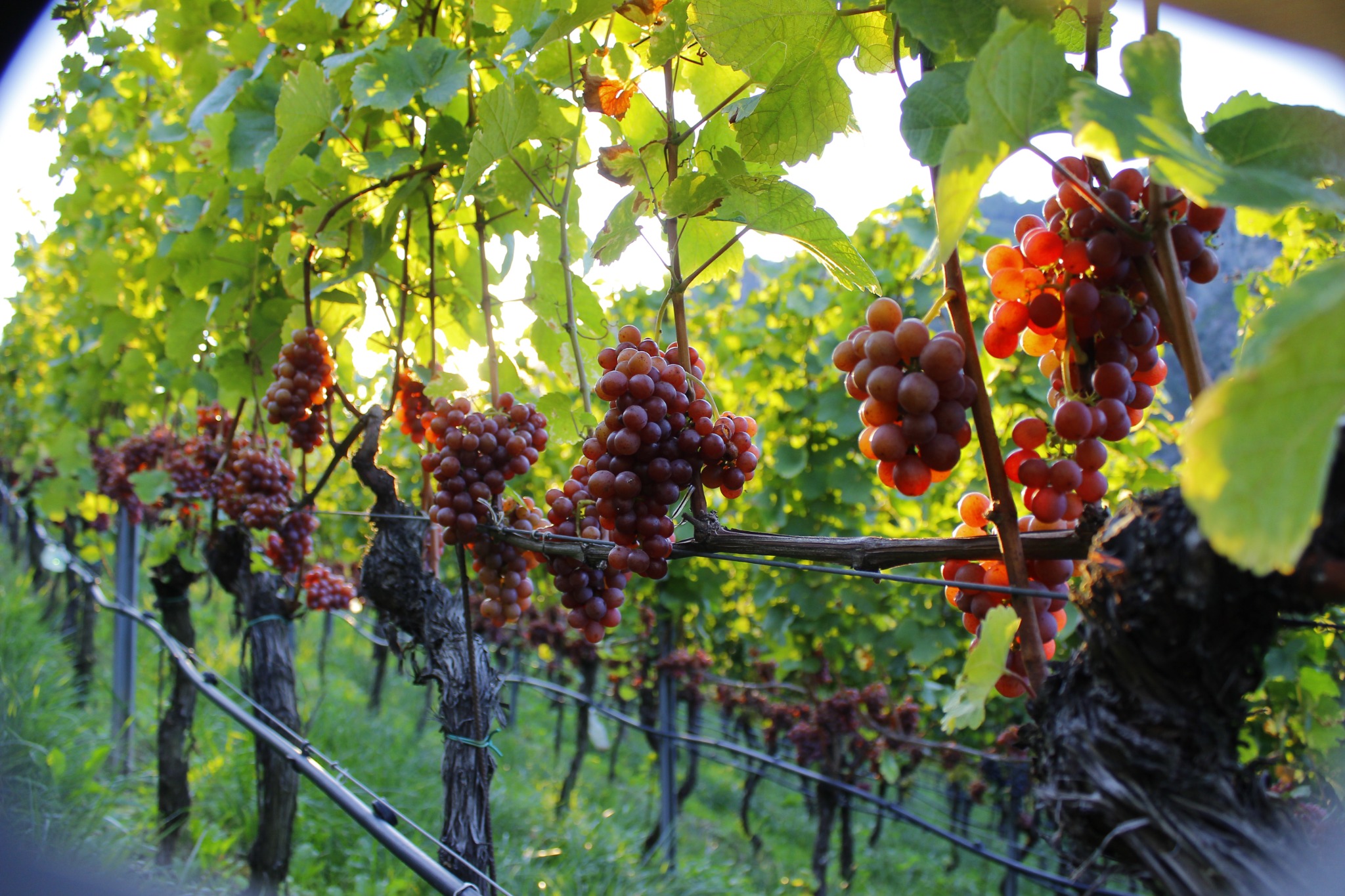 Weinreben in Südtirol